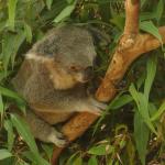 Newcastle - Blackbutt Reserve 